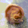 FloweyDreemurr